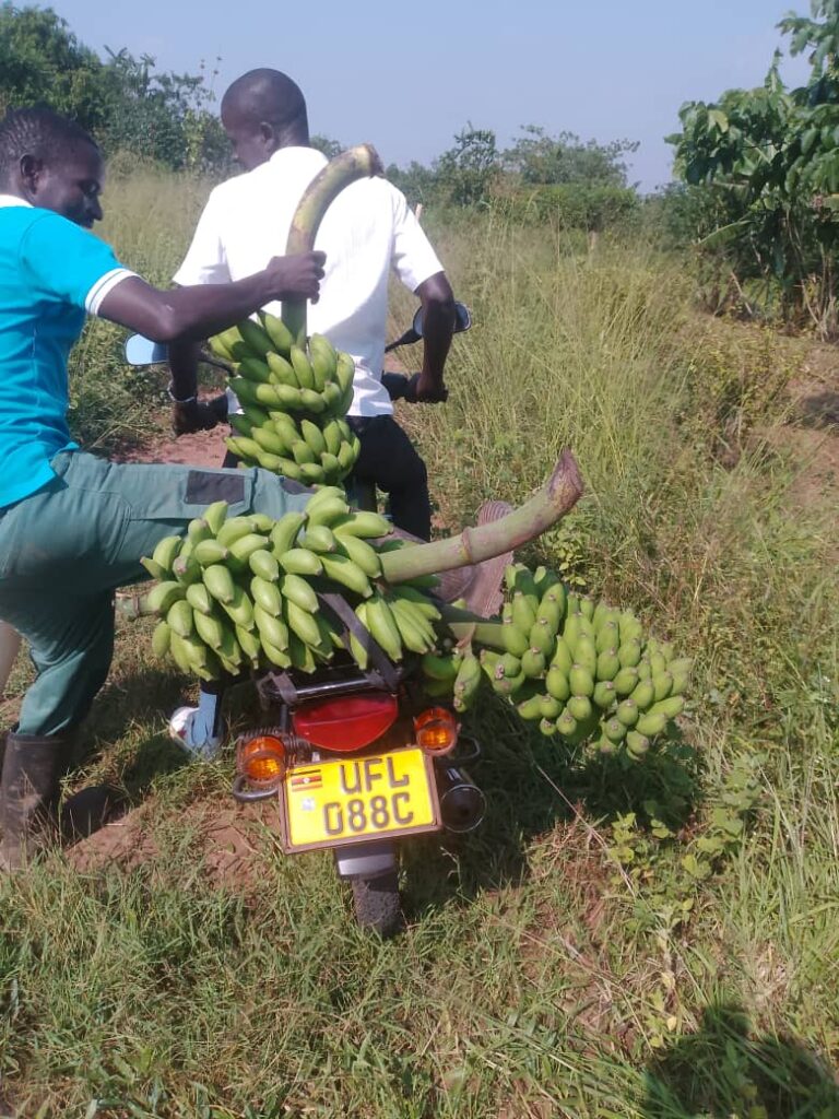 Bananas from Tjeko Food Forest