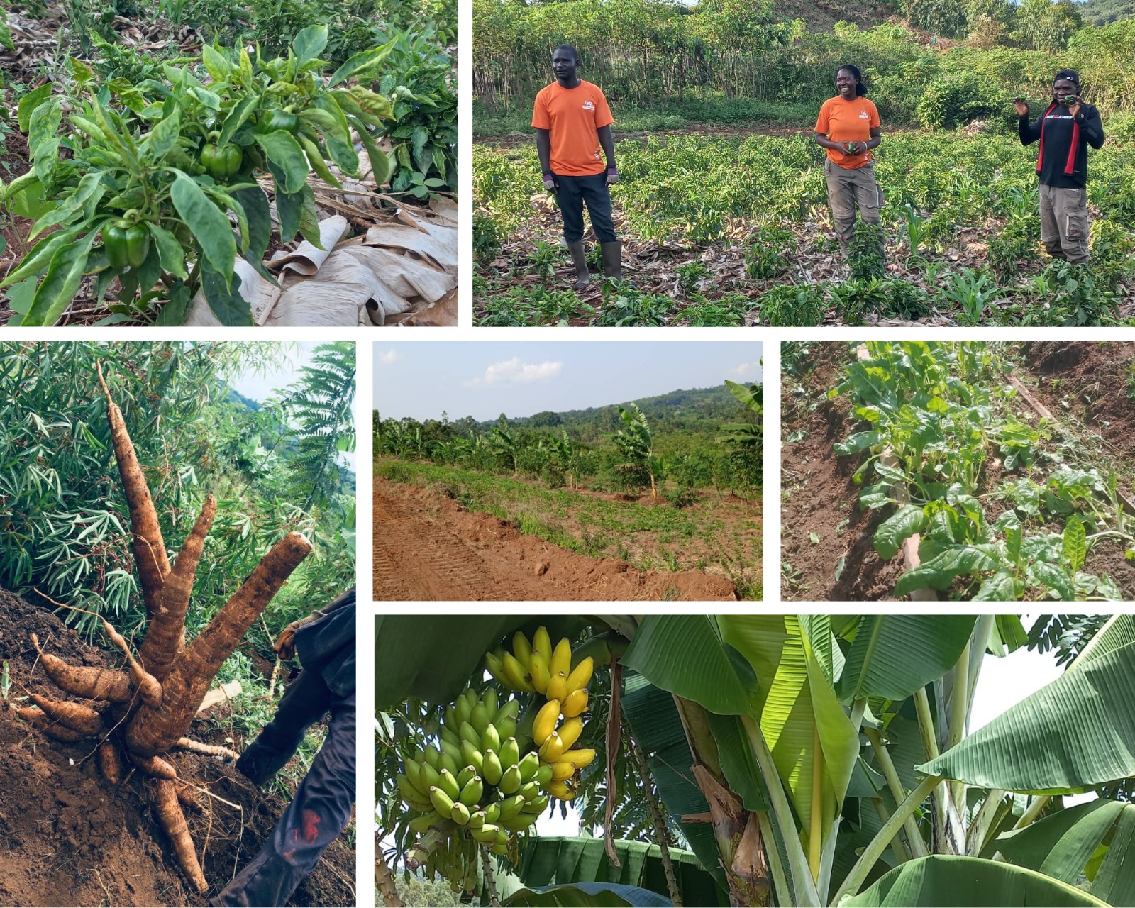 Tjeko Food Forest